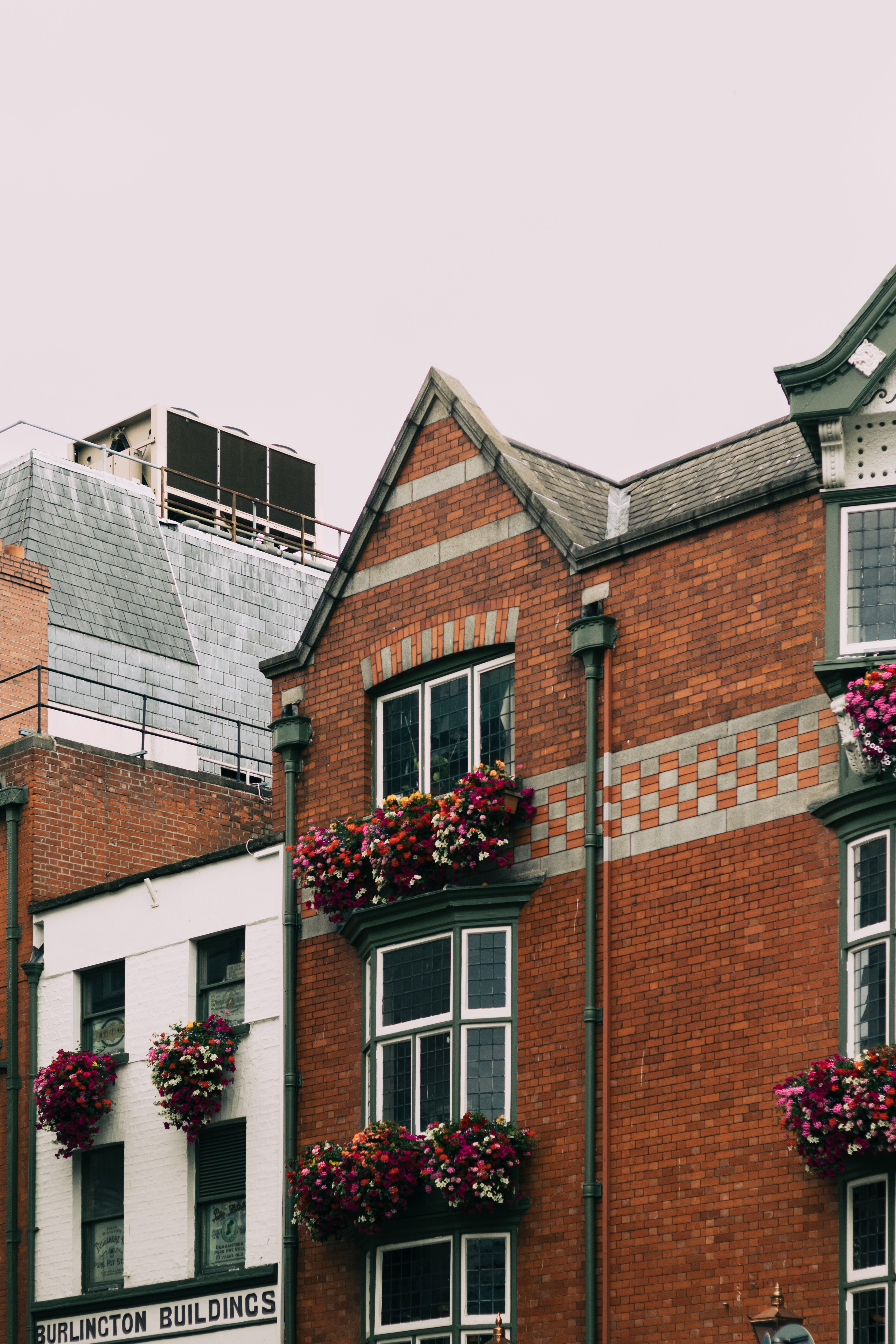 purple flowers on brown 3-storey building during daytime